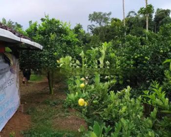 Sell Tanah: D jual tanah murah