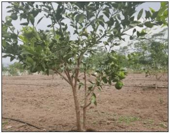 Tanah di Raya Otto Iskandar Dinata, Tangerang Selatan 700 m²