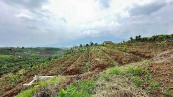 Dijual Tanah Dibatu Malang. Tanah Produktif Ada Jeruk Sayur