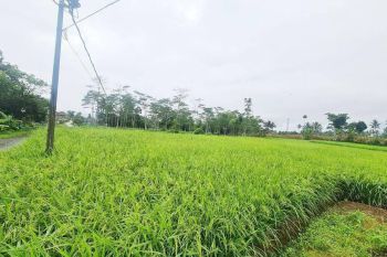 Dijual Tanah Sawah 2 Petak di Caringin Sukabumi Dekat SMPN 1 Caringin