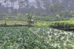 thumbnail-dijual-cepat-tanah-kebun-strategis-cocok-utk-cluster-di-lembang-4