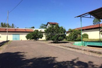 Lampung Tegineneng, Pabrik Pengolahan Lahan Tanam 11 Hektar