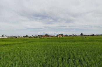 Premium Land In Cemagi Near Canggu For Residential Or Business