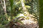 thumbnail-tanah-view-hutan-cantik-cocok-villa-rental-di-ubud-area-4