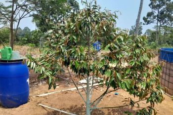di Di Kampung Bedeng Desa Bantar Waru Kec Cinangka Kab Serang