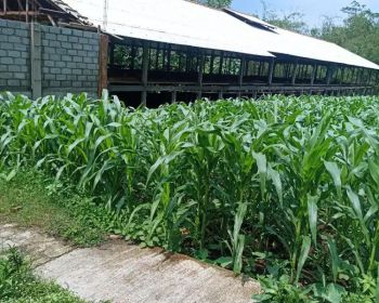 Tanah Datar Harga 20 Jt/are