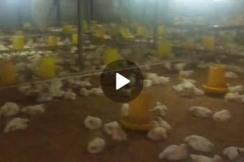 Dijual peternakan ayam aktif luas di Kediri