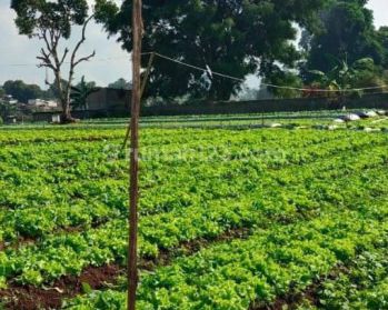 Tanah Kebun Luas di Sariwangi, Parongpong