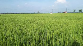 DIJUAL TANAH SAWAH DI DARI PLUPUH SRAGEN