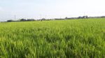 thumbnail-dijual-tanah-sawah-di-dari-plupuh-sragen-1