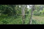 thumbnail-tanah-sewa-view-sawah-keren-cocok-villa-di-ubud-center-4