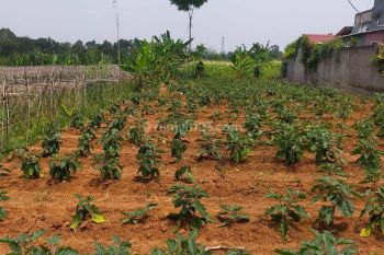 Tanah murah untuk rumah+villa sangat strategis view lepas