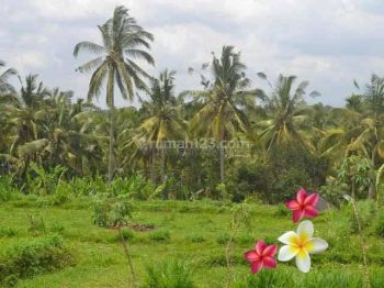Jtu 893, Tanah 24 Are Lingk Villa di Payangan Bali View Sawah