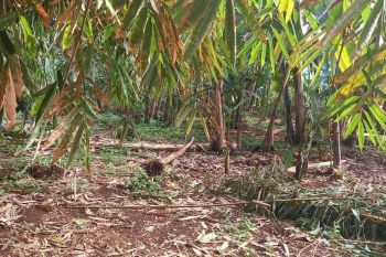 Dijual Kavling samping Delatinos, BSD City