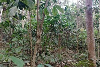 Tanah Kebun Murah produktif di Tajinan Malang