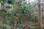 thumbnail-tanah-kebun-murah-produktif-di-tajinan-malang-0