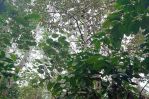 thumbnail-tanah-kebun-murah-produktif-di-tajinan-malang-5