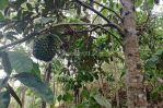 thumbnail-tanah-kebun-murah-produktif-di-tajinan-malang-4