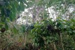 thumbnail-tanah-kebun-murah-produktif-di-tajinan-malang-3