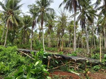Tanah Luas Dekat Bandara Dewadaru Karimun Jawa Jepara