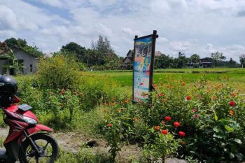 Dijual Murah Tanah Dekat Jalan Raya Solo Jogja di Ceper