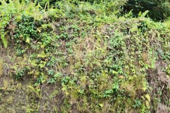 TANAH DENGAN VIEW SUPER CANTIK DAN TENANG DI UBUD AREA