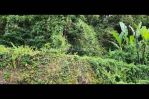 thumbnail-tanah-dengan-view-super-cantik-dan-tenang-di-ubud-area-1