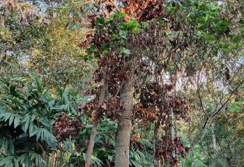 Jual Tanah Perkebunan di Gunung Pati