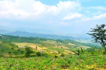 Tanah Murah di Sukamakmur Bogor Luas 13.000m² Dekat Terminal Cibadak Bandung