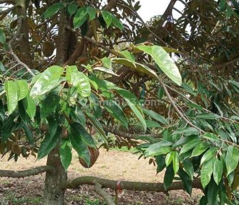 Di jual kebun durian siap panen, subang , bdg barat