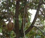 thumbnail-di-jual-kebun-durian-siap-panen-subang-bdg-barat-3