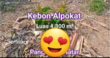 Kebun jeruk luas 4300 meter di natar