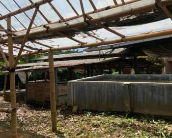 Tanah Peternakan Sapi & Rumah Ciater Subang