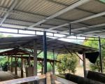 thumbnail-tanah-peternakan-sapi-rumah-ciater-subang-10