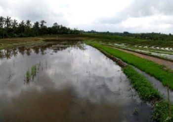 Dijual Tanah Sawah Murah Di Tabanan