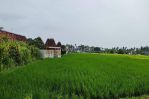 thumbnail-premium-land-suitable-for-residential-or-business-at-canggu-10