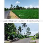 thumbnail-beautiful-127are1270m2-land-in-kedungu-yellow-zone-with-rice-paddy-view-1