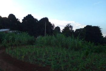 Kaveling Di Pabangbon, Kec. Leuwiliang, Kabupaten Bogor hanya 500 Rb/m