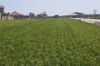 tanah dekat pantai cemagi badung bali | tanah di bali | tanah dekat pantai | di