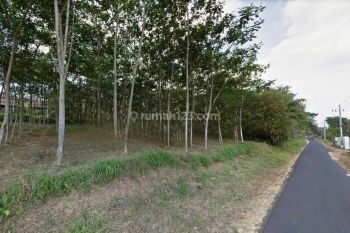 Tanah Kebun Luas di Jl Raya Jedong Wagir Bandulan Dieng