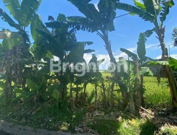 Rent Tanah: Tanah di Kerobokan