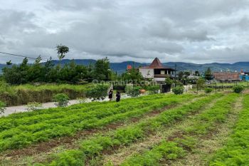 Tanah Shm Dekat Tamansafari Dan Kebun Teh