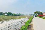 thumbnail-tanah-sawah-desa-babat-kec-legok-tangerang-banten-1