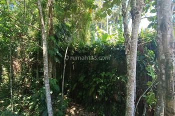 TANAH LOS SUNGAI DAN SAWAH KEREN COCOK VILLA RENTAL
