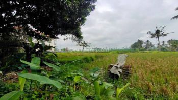 Dijual lahan premium di Ubud view sawah | stock terbatas!!!