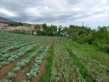 Tanah kebun buat cafe atau Vila // view pegunungan