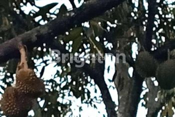 Yuk beli tanah berpotensi berkembang, bonus kebun durian!