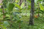 thumbnail-yuk-beli-tanah-berpotensi-berkembang-bonus-kebun-durian-4