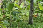 thumbnail-yuk-beli-tanah-berpotensi-berkembang-bonus-kebun-durian-5