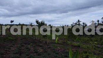 Dijual Tanah 283 Are Manistutu Melaya Jembrana